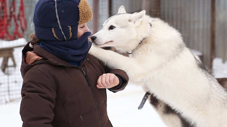 Husky dogs